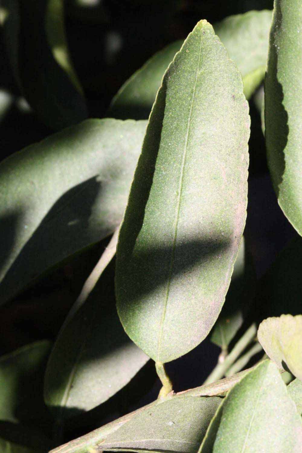              Unifoliolate leaf (Riverside, CA)       